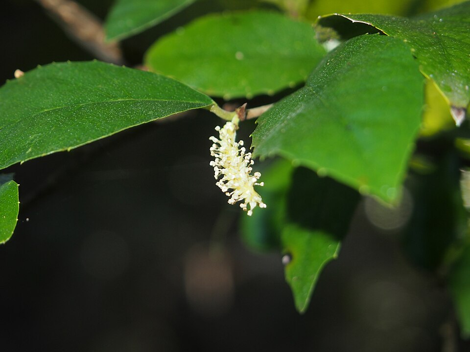 Paratrophis pendulina (whalebone tree) (alternate view 7)