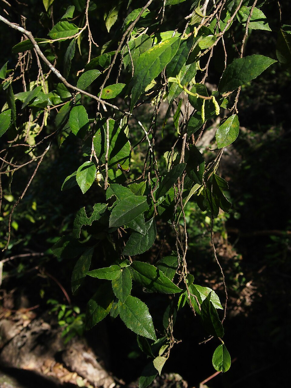 Paratrophis pendulina (whalebone tree) (alternate view 8)