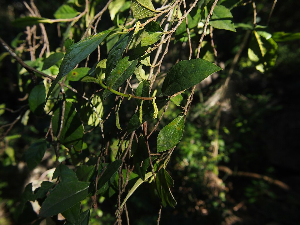 Paratrophis pendulina (whalebone tree) (alternate view 9)