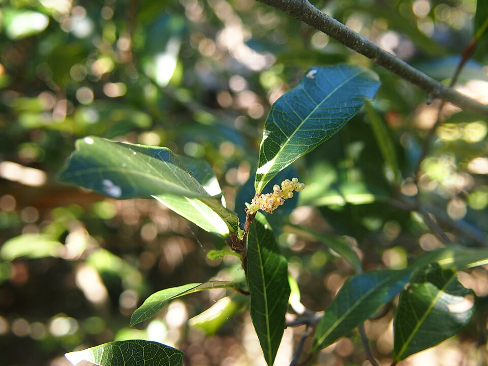 Malaisia scandens (Burnie Vine) (alternate view 7)