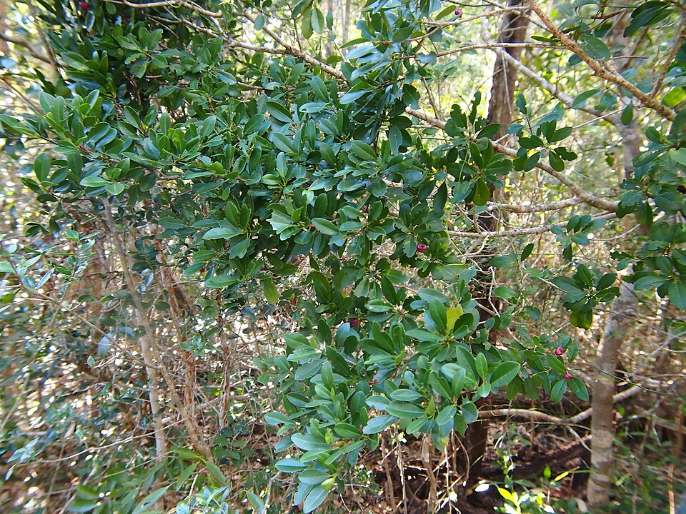Acronychia laevis (glossy acronychia) (alternate view 7)