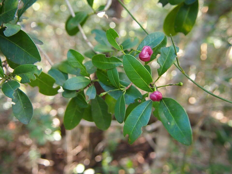 Acronychia laevis (glossy acronychia) (alternate view 8)