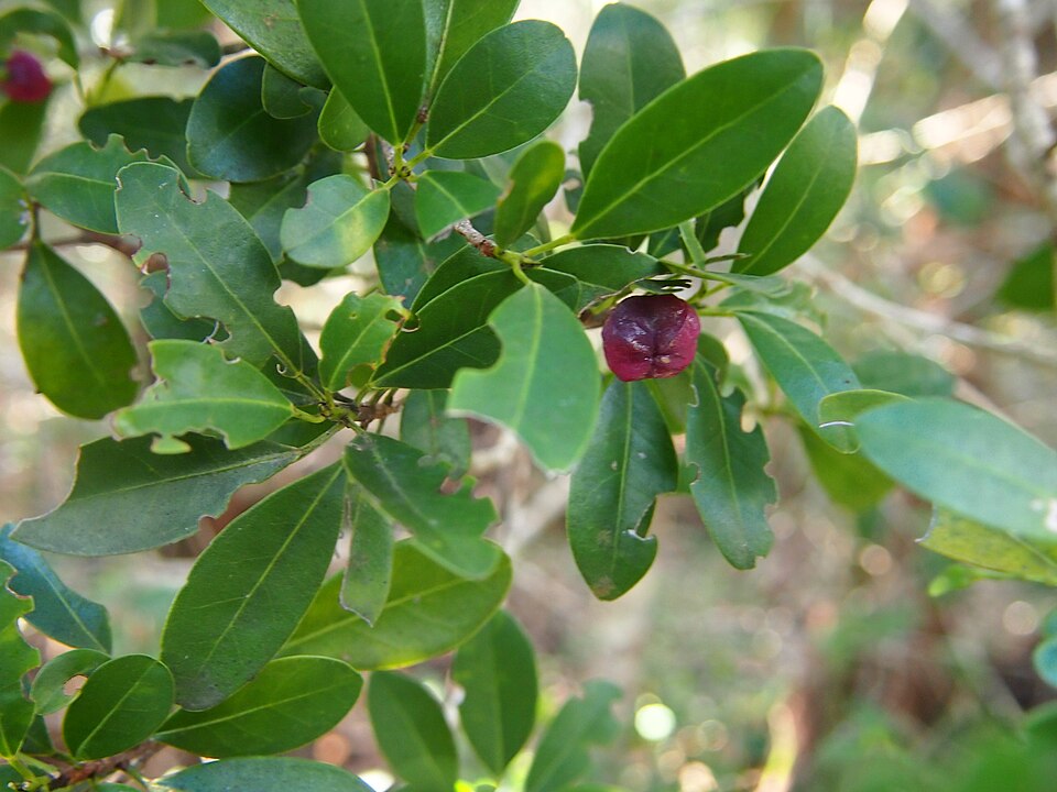 Acronychia laevis (glossy acronychia) (alternate view 9)