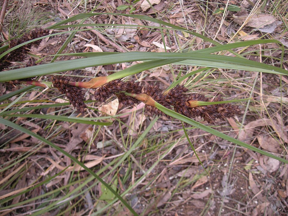Gahnia aspera (Red-berried Saw-sedge) (alternate view 3)