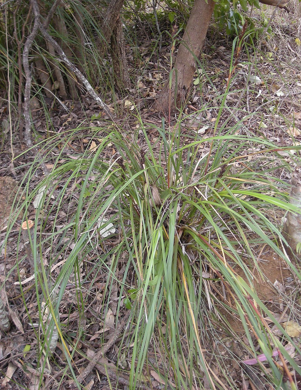 Gahnia aspera (Red-berried Saw-sedge) (alternate view 4)