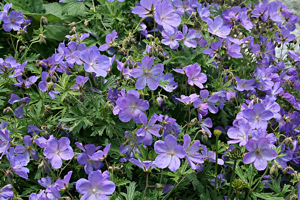 Geranium pratense (Meadow Crane's-bill)