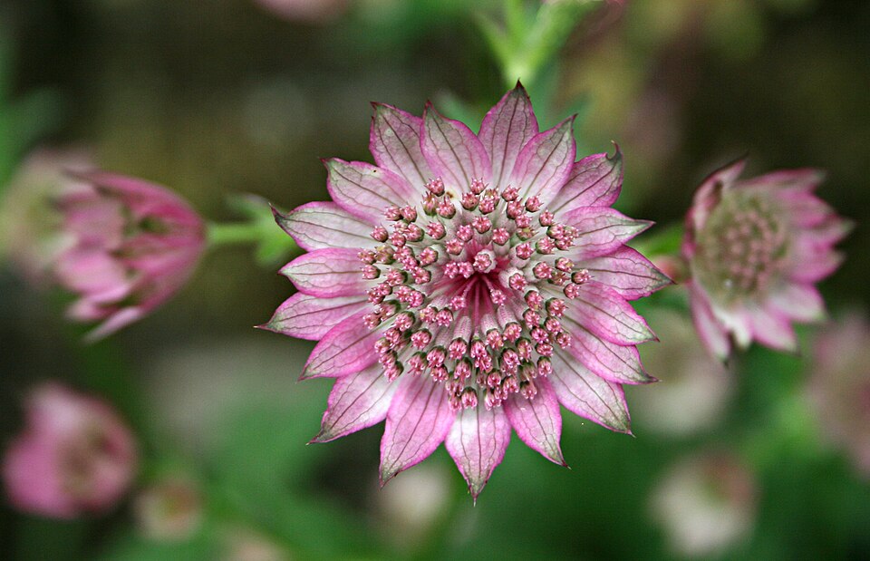 Astrantia major 'Roma' (Roma Masterwort)