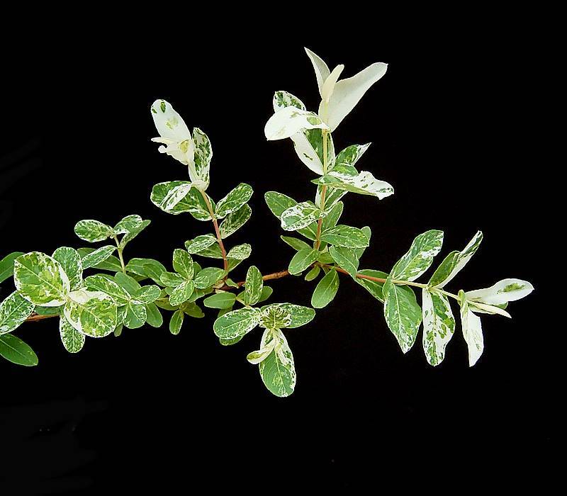 Salix integra 'Hakuro Nishiki' (Variegated Willow) (alternate view 5)