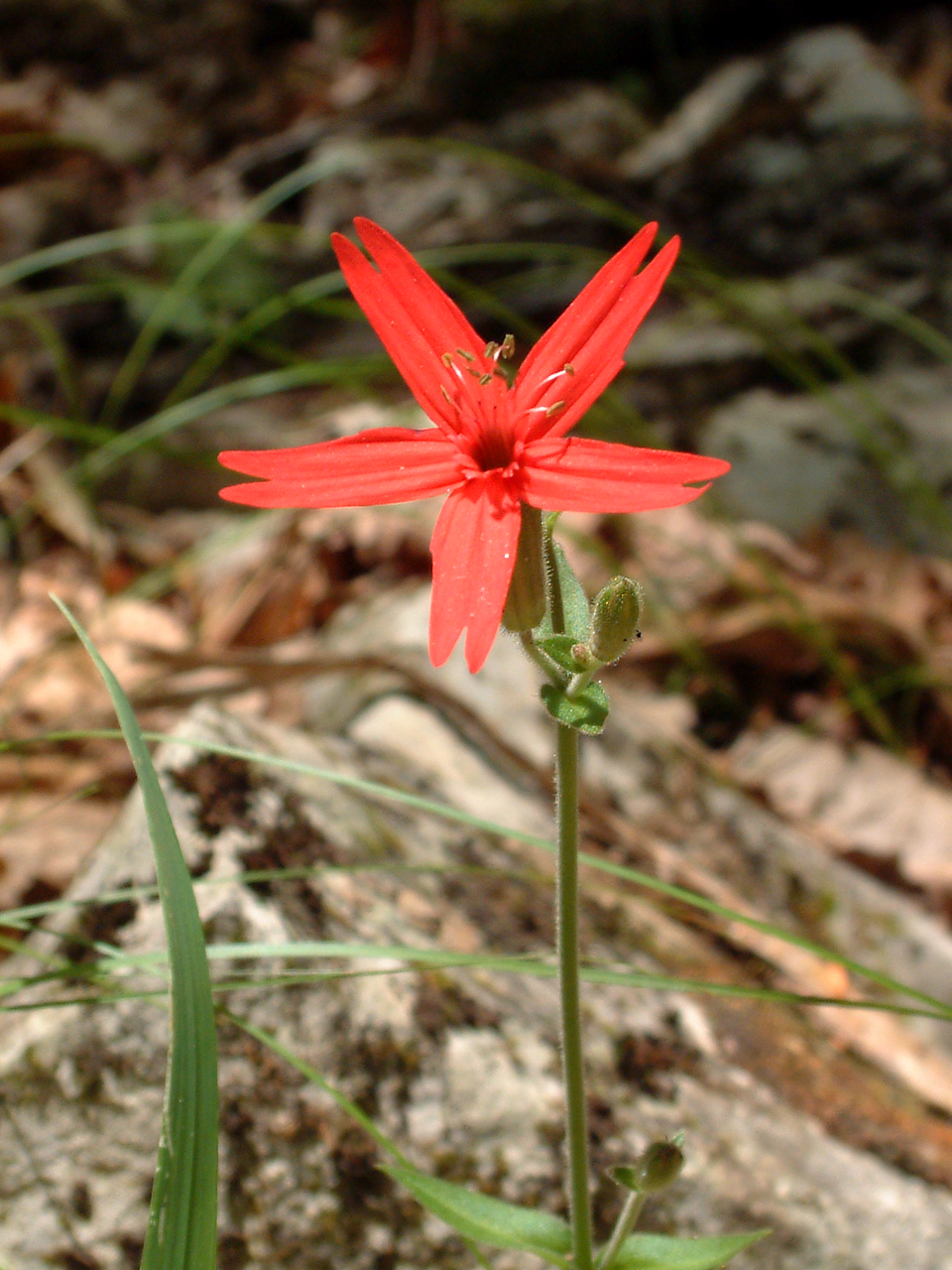 Silene virginica (fire pink) (alternate view 2)