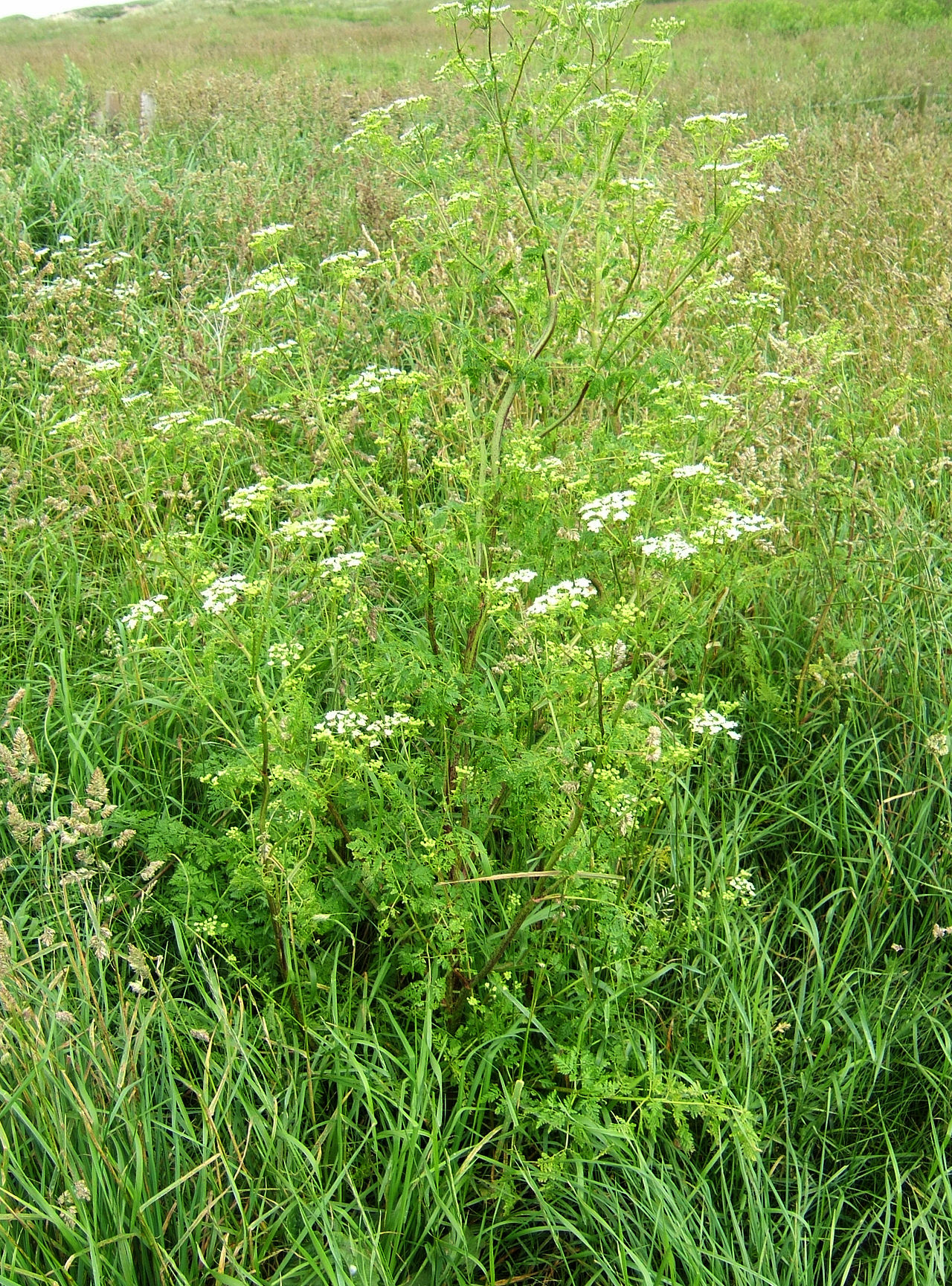 Conium maculatum (poison hemlock)