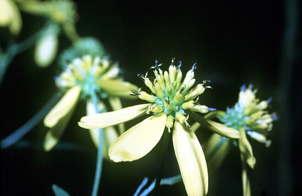 Verbesina alternifolia (Wingstem)