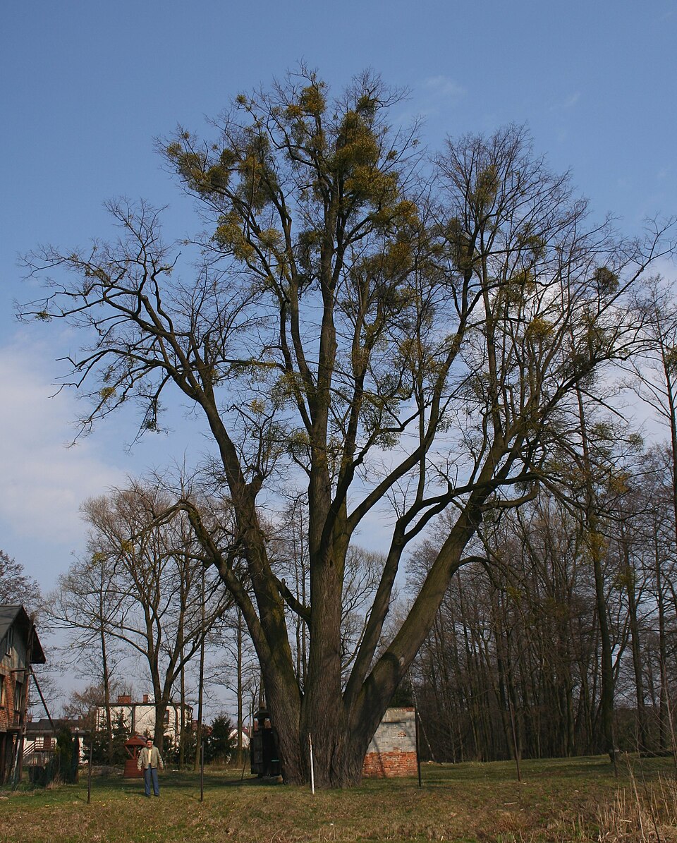 Tilia cordata (little‑leaf linden) (alternate view 5)