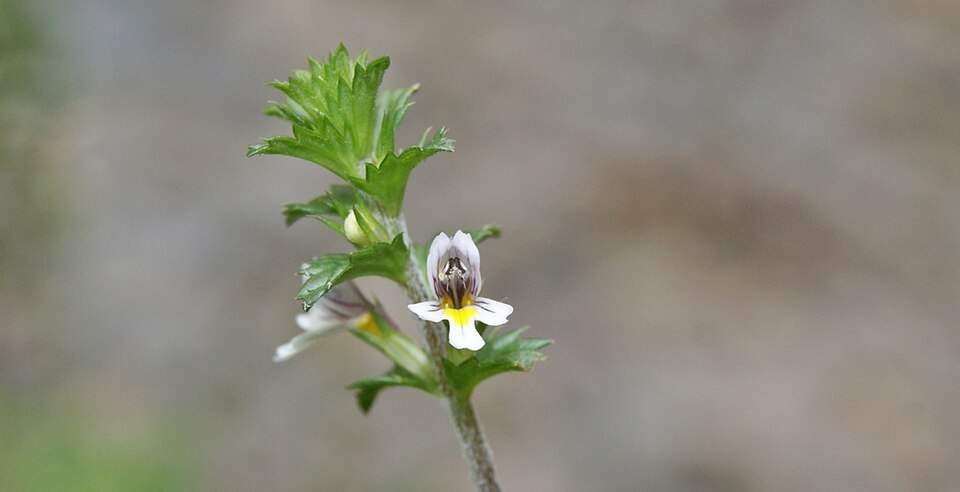 Euphrasia nemorosa (Common Eyebright)