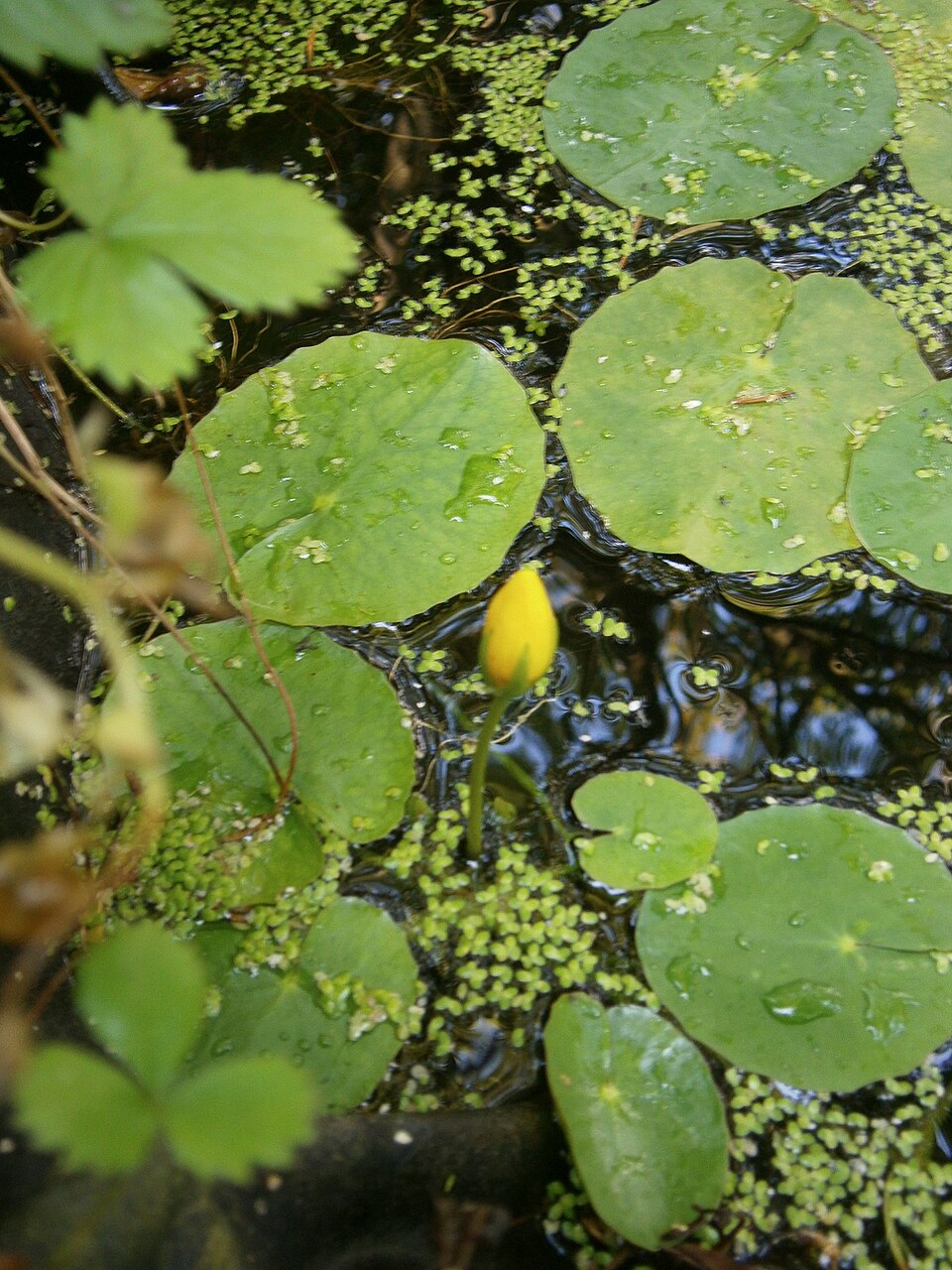 Nymphoides peltata (water fringe)