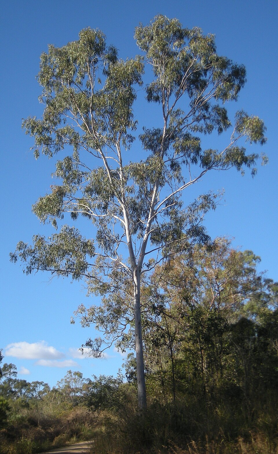 Eucalyptus tereticornis (Forest red gum) (alternate view 8)
