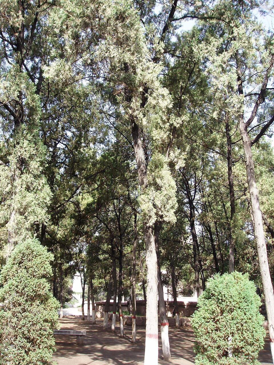 Platycladus orientalis (Oriental Arborvitae) (alternate view 11)