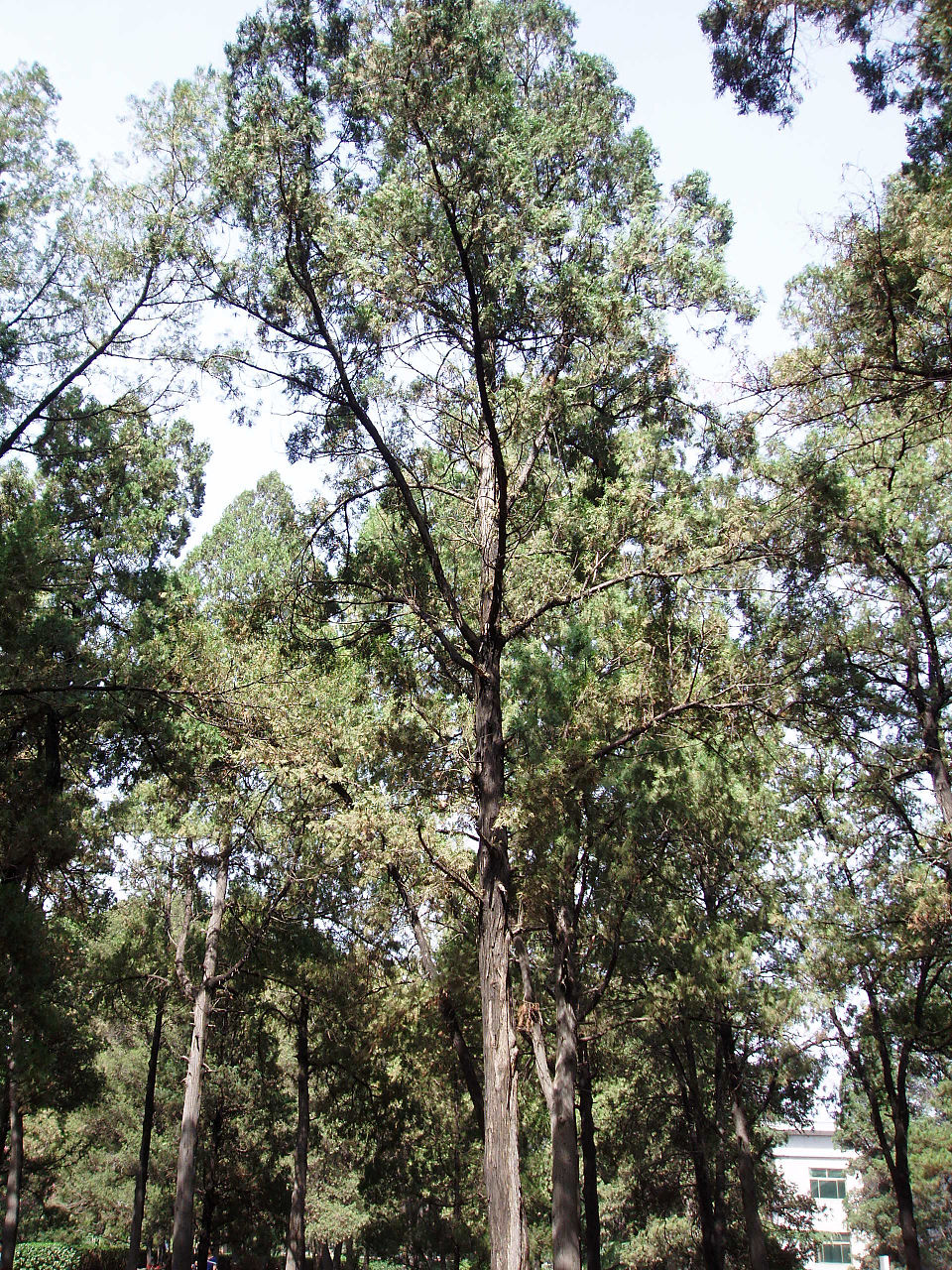 Platycladus orientalis (Oriental Arborvitae) (alternate view 12)