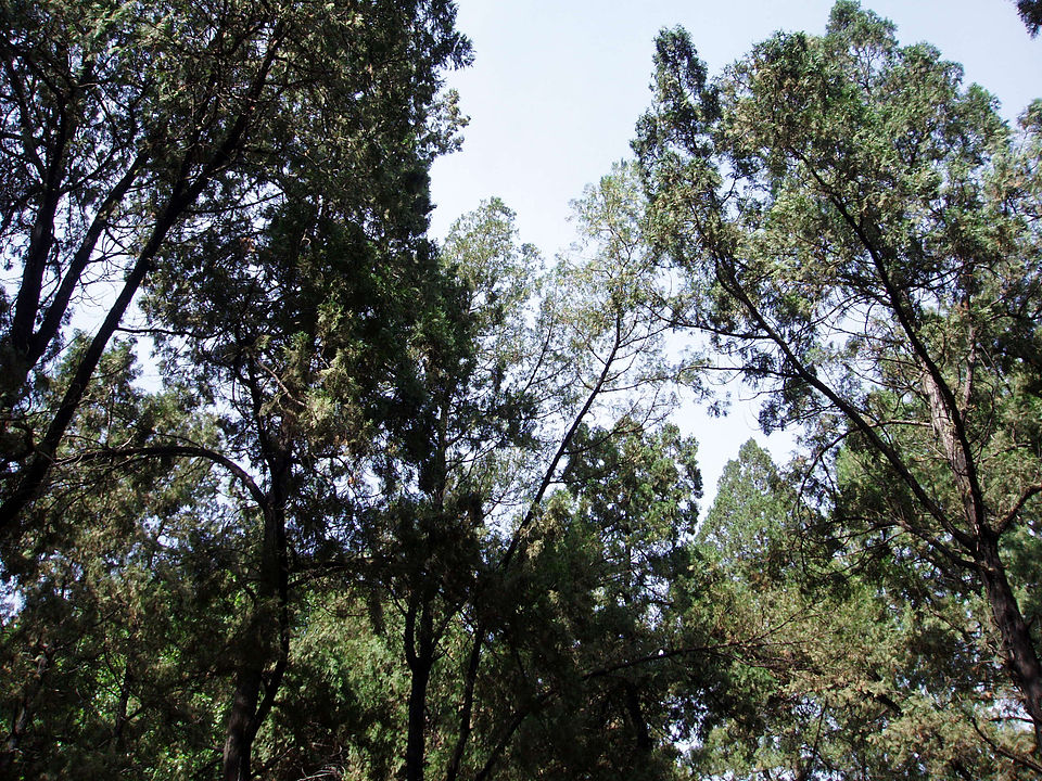 Platycladus orientalis (Oriental Arborvitae) (alternate view 13)