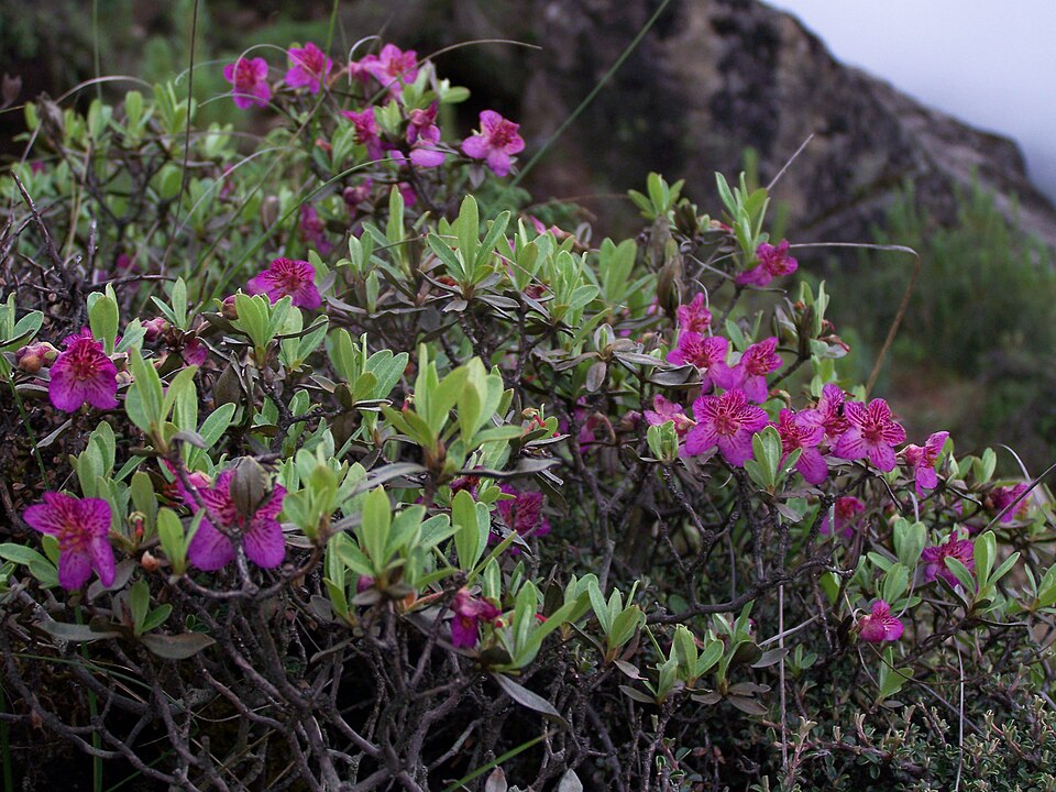 Rhododendron lepidotum (scaly rhododendron) (alternate view 6)