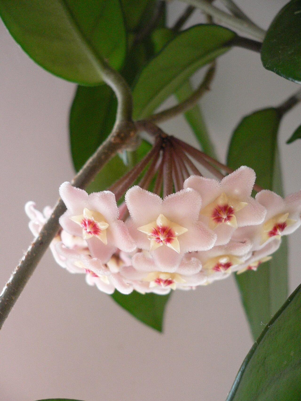 Hoya carnosa, Wax plant — climbing evergreen (Apocynaceae) (image 2 of 9)