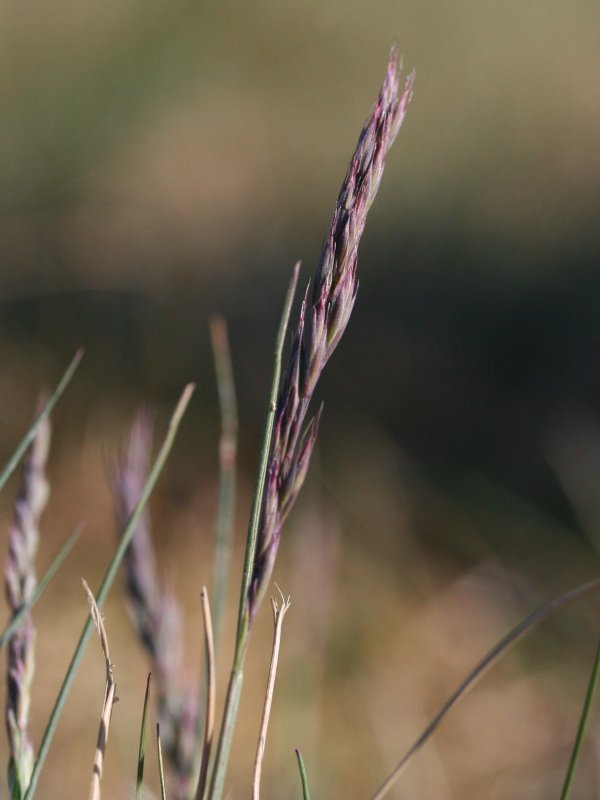 Festuca brevipila (Hard Fescue)
