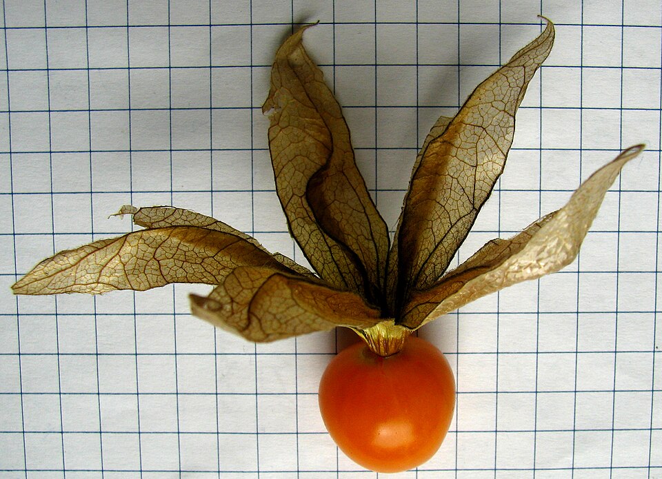 Physalis heterophylla (clammy groundcherry) (alternate view 2)