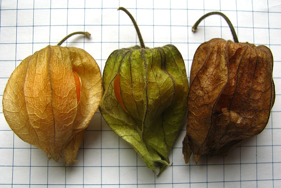 Physalis heterophylla (clammy groundcherry) (alternate view 3)