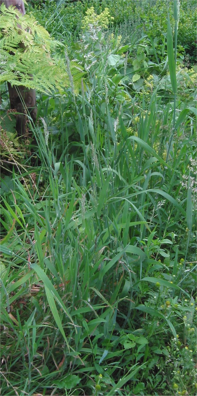 Holcus mollis (creeping velvet grass) (alternate view 6)