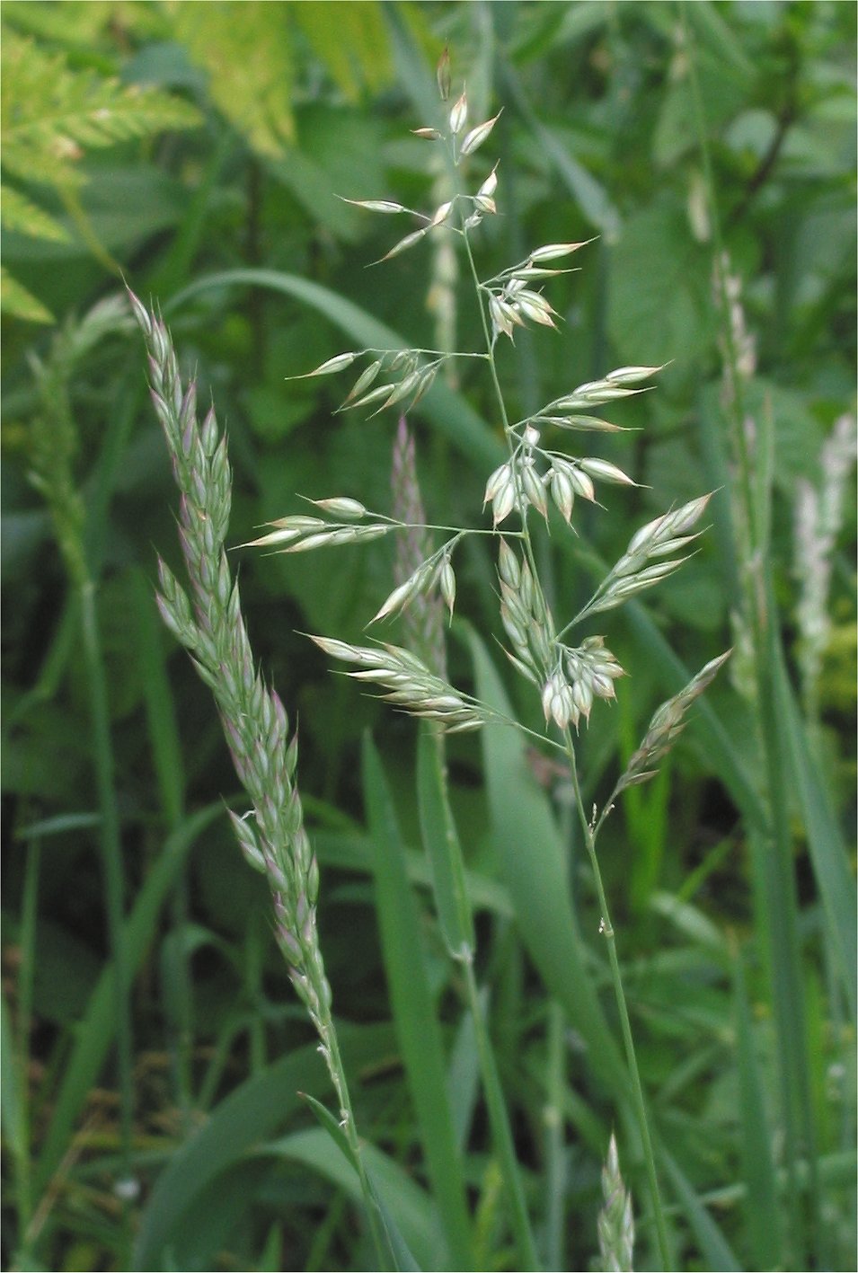 Holcus mollis (creeping velvet grass) (alternate view 7)