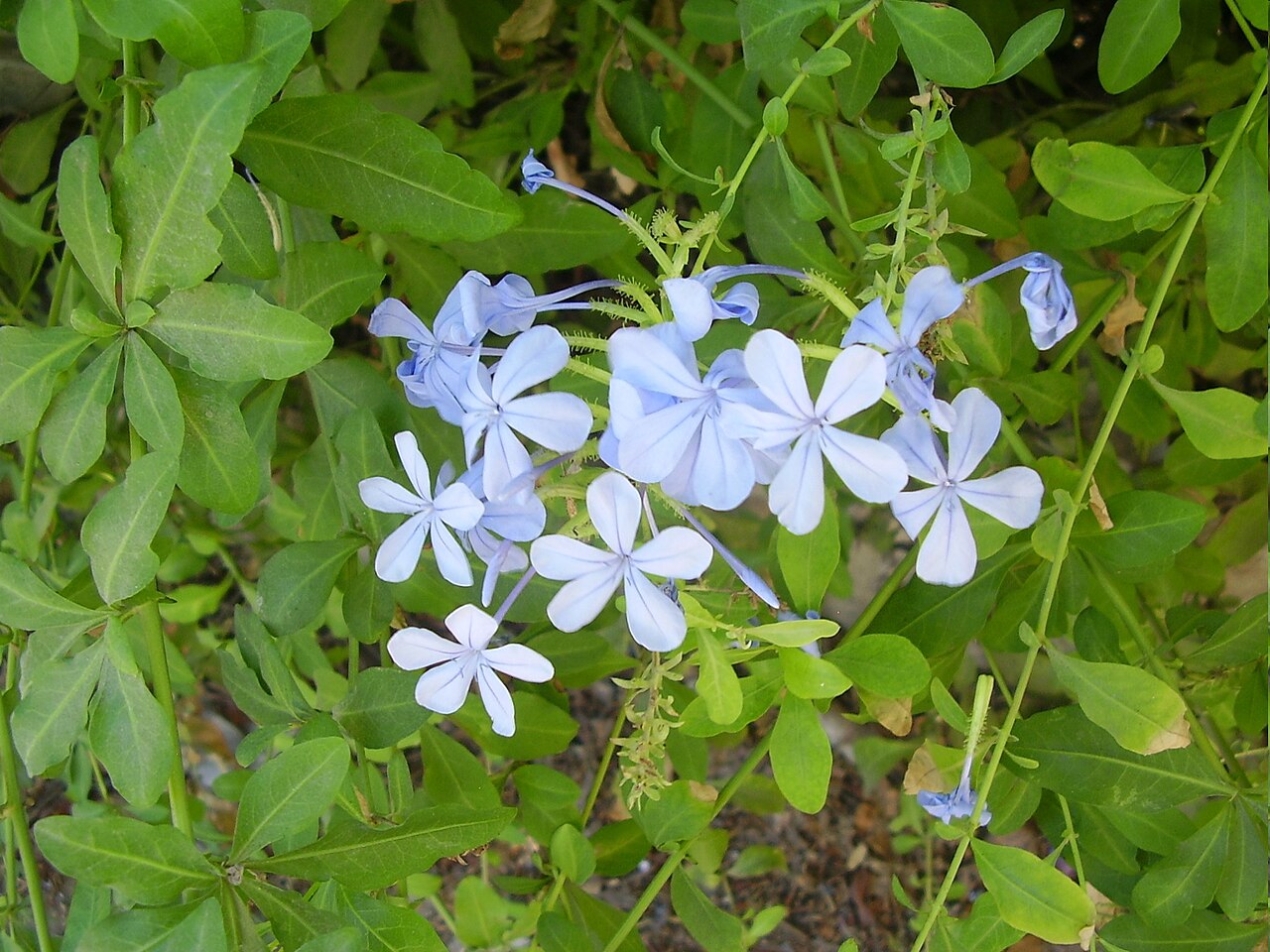 Plumbago auriculata, Cape plumbago — spreading evergreen (Plumbaginaceae) (image 9 of 10)