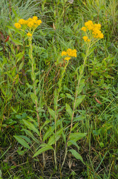 Solidago rigida (stiff-leaved goldenrod) (alternate view 7)
