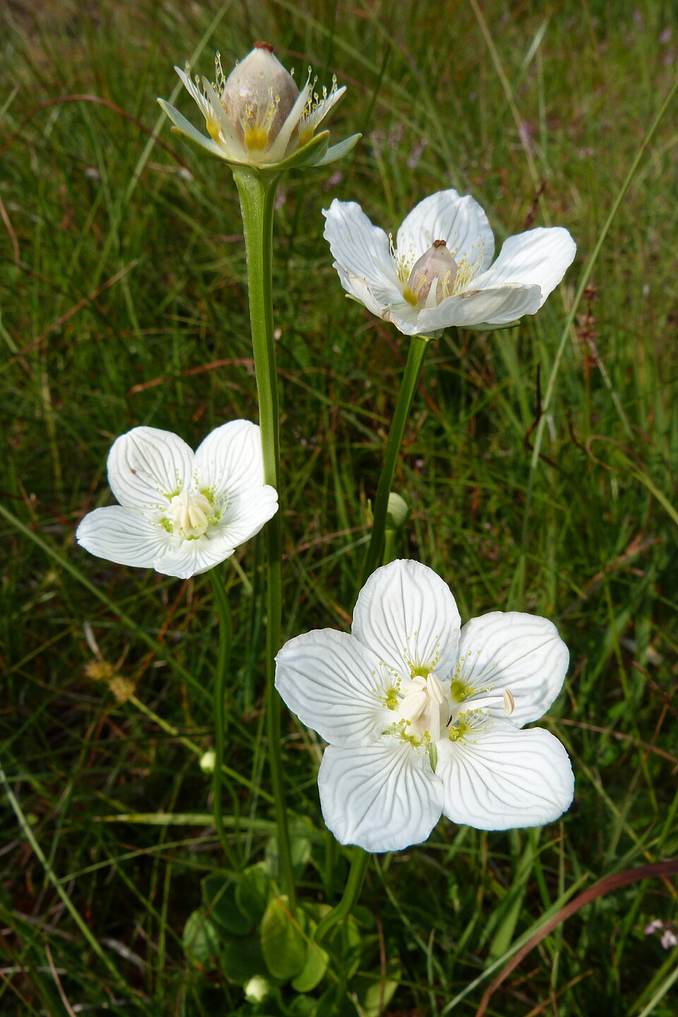 Parnassia palustris (marsh grass-of-Parnassus)