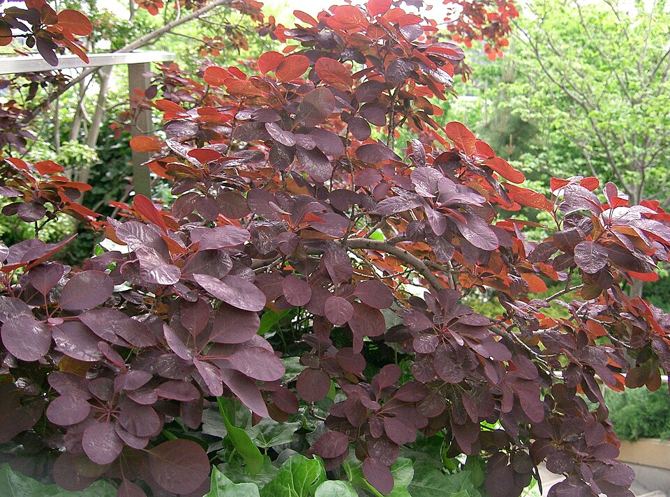 Cotinus coggygria 'Royal Purple' (Royal Purple Smoke Tree)