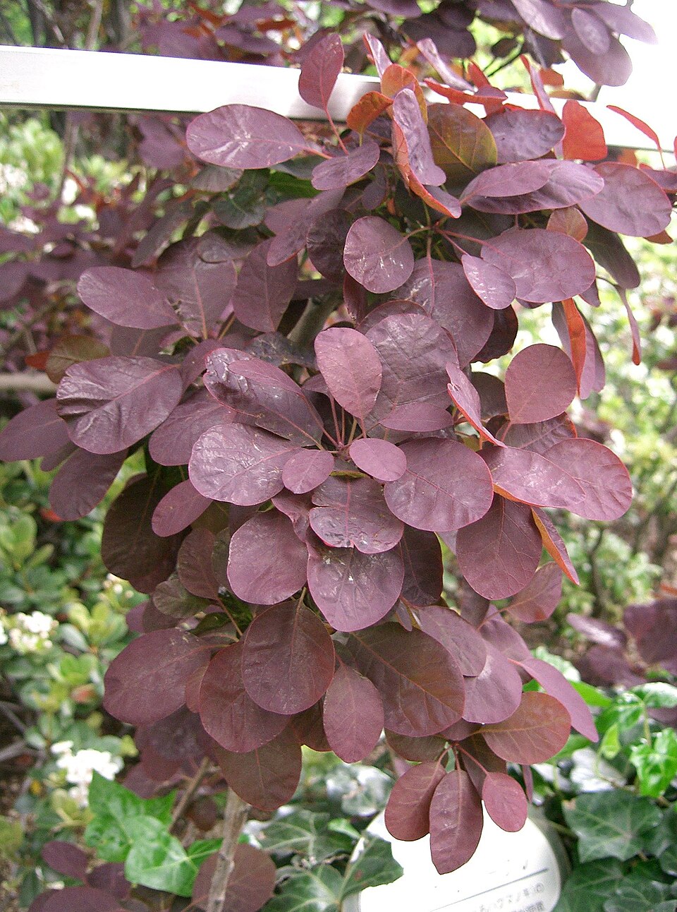 Cotinus coggygria 'Royal Purple' (Royal Purple Smoke Tree) (alternate view 2)