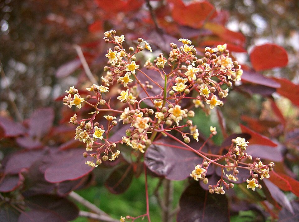 Cotinus coggygria 'Royal Purple' (Royal Purple Smoke Tree) (alternate view 3)