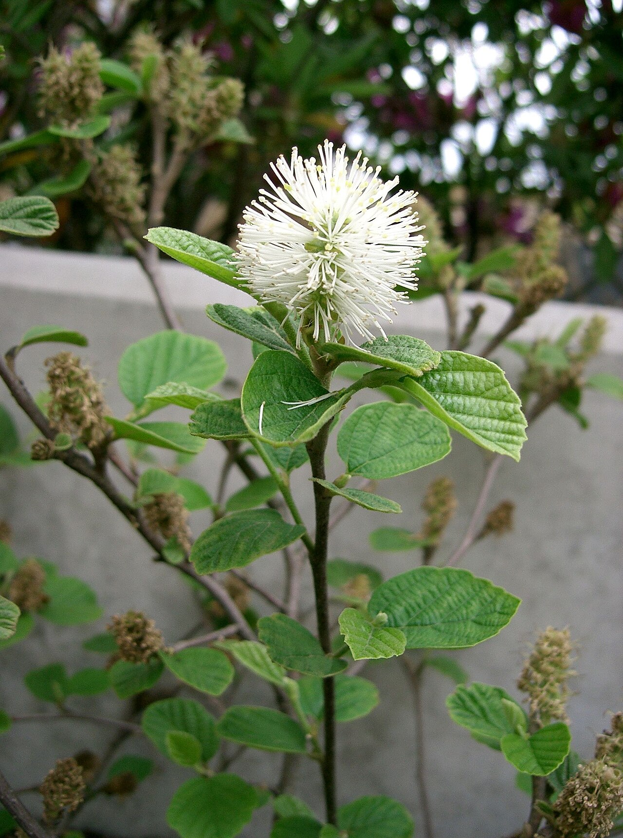 Fothergilla major, Large fothergilla — upright deciduous (Hamamelidaceae) (image 6 of 10)