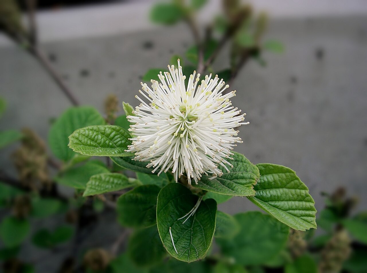 Fothergilla major, Large fothergilla — upright deciduous (Hamamelidaceae) (image 7 of 10)