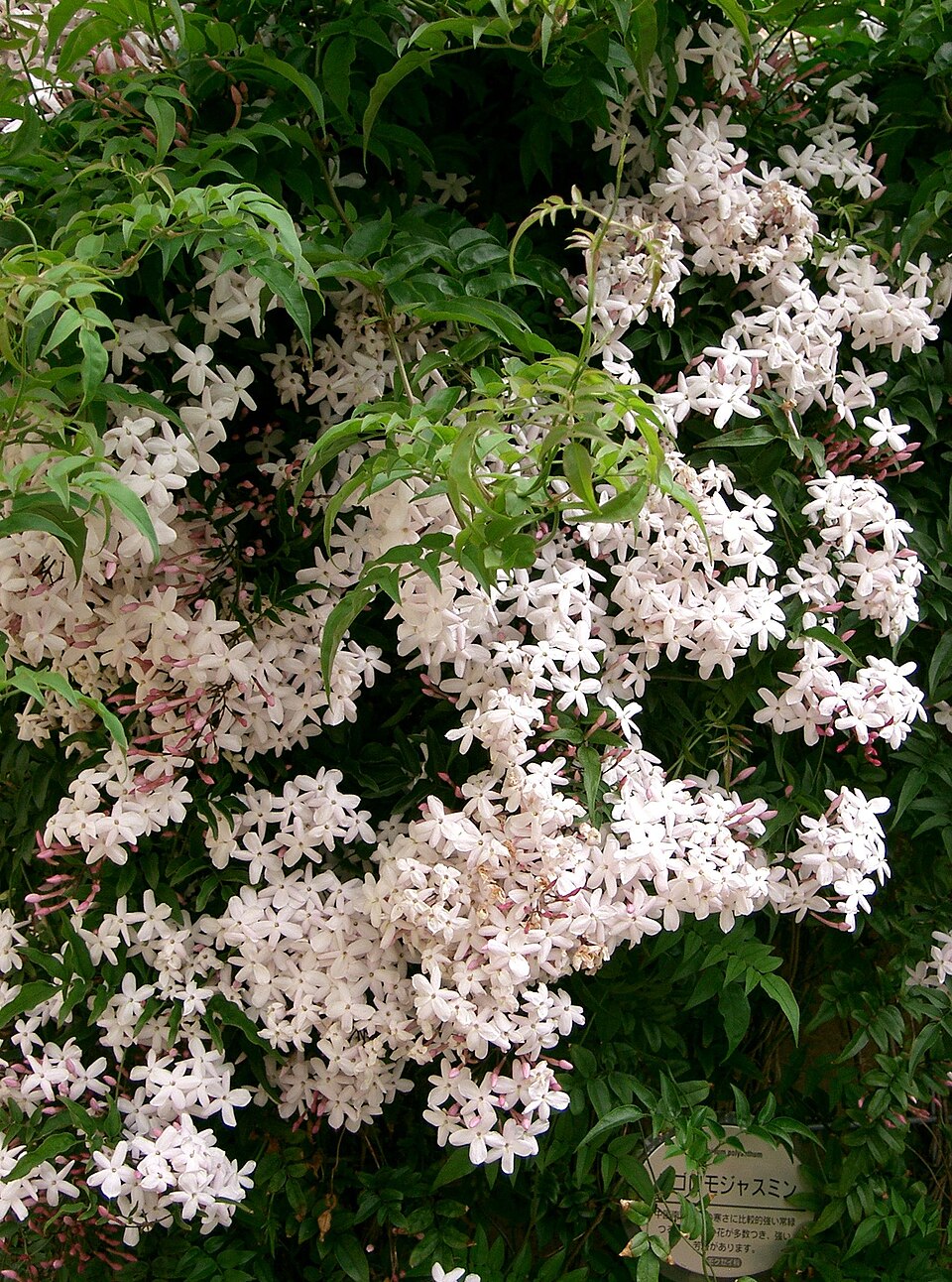 Jasminum polyanthum (Pink Jasmine) (alternate view 5)
