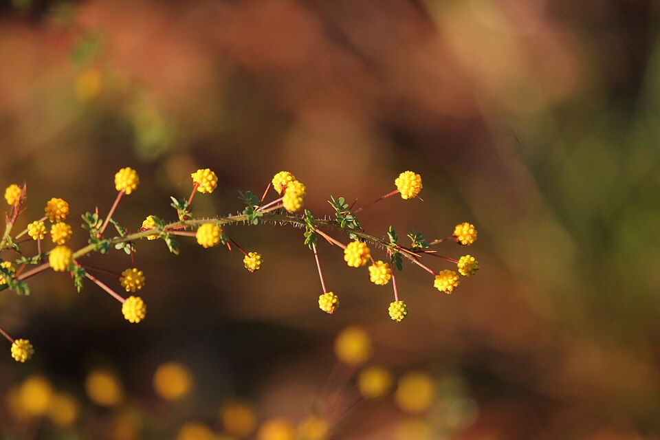 Acacia pulchella (Prickly Moses) (alternate view 4)