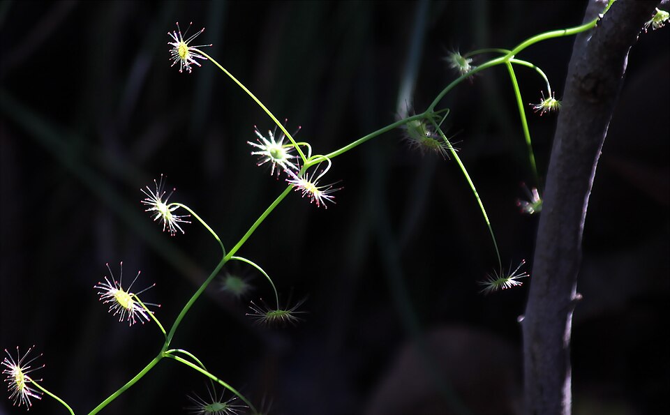 Drosera macrantha (Bridal Rainbow) (alternate view 9)