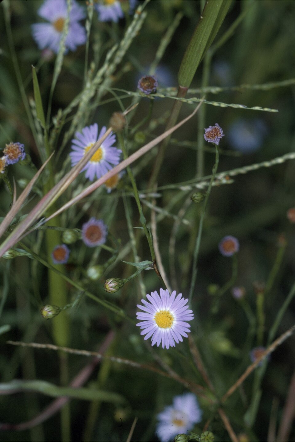 Symphyotrichum divaricatum (southern annual saltmarsh aster) (alternate view 6)