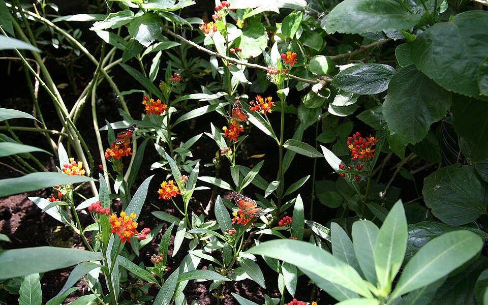 Asclepias curassavica (tropical milkweed)