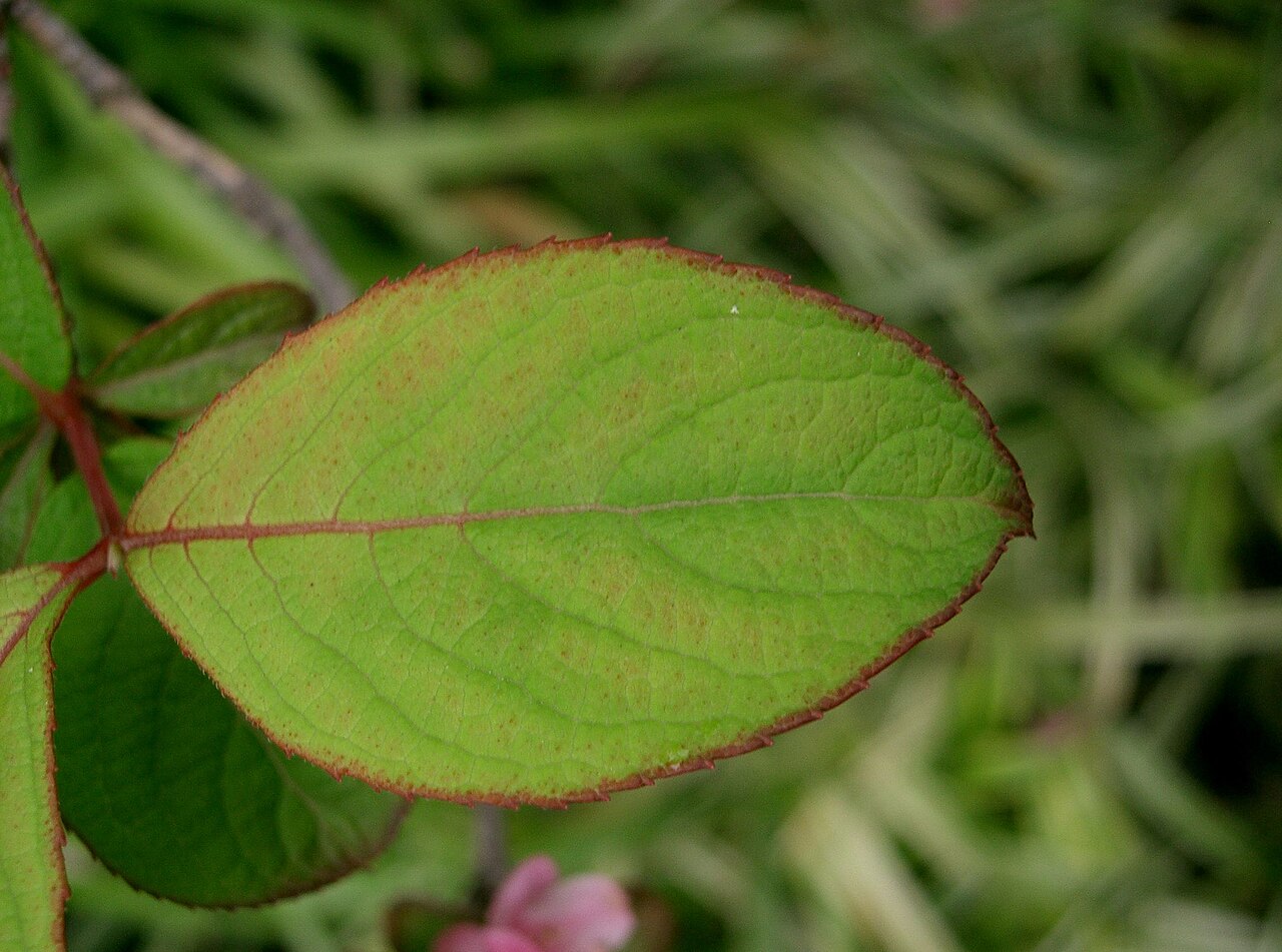Weigela hortensis, Japanese weigela — upright deciduous (Caprifoliaceae) (image 4 of 10)