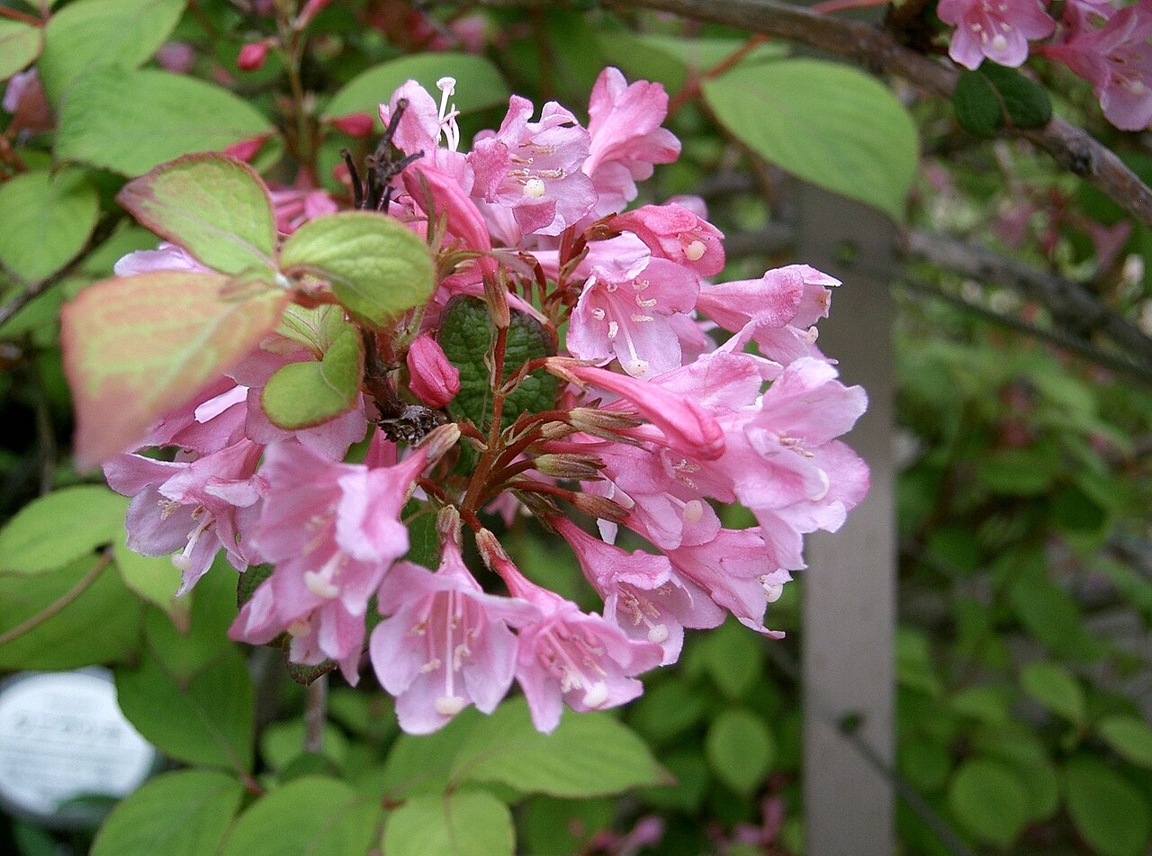 Weigela hortensis, Japanese weigela — upright deciduous (Caprifoliaceae) (image 5 of 10)