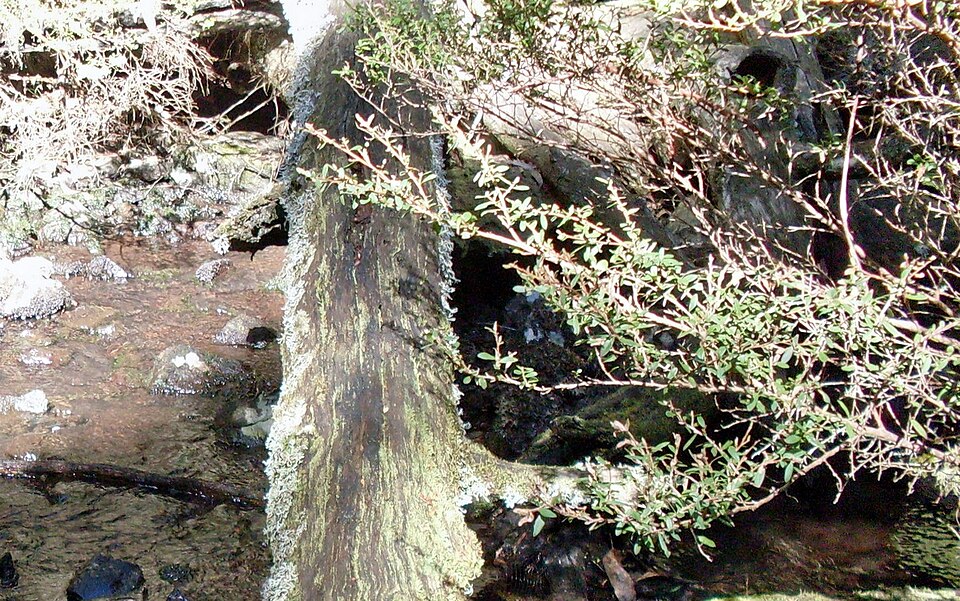 Leptospermum polygalifolium (Tantoon) (alternate view 6)
