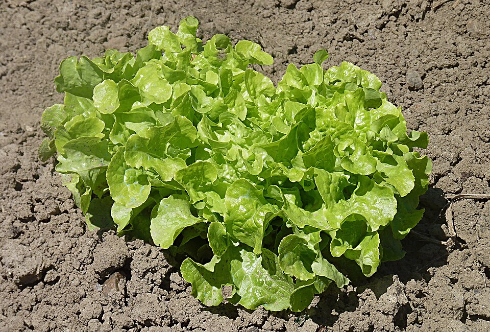Lactuca sativa var. crispa (Leaf Lettuce) (alternate view 5)
