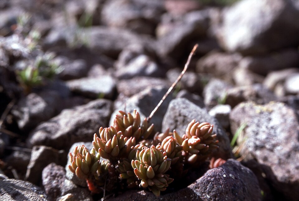 Sedum lanceolatum (Spearleaf Stonecrop) (alternate view 9)
