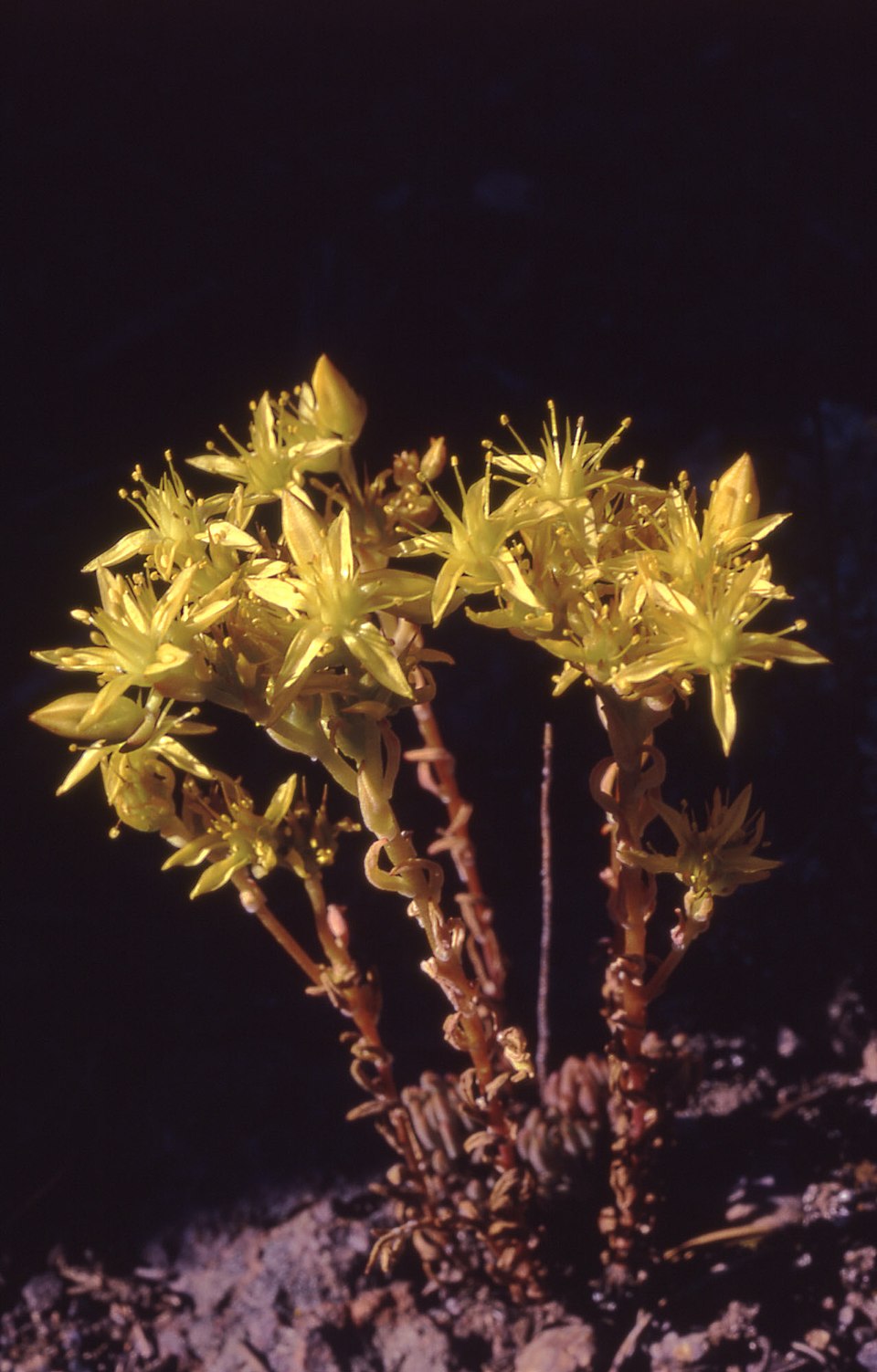 Sedum lanceolatum (Spearleaf Stonecrop) (alternate view 10)