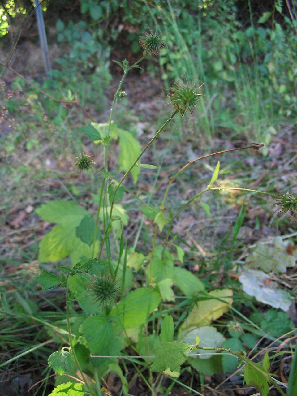 Geum urbanum (Wood Avens)