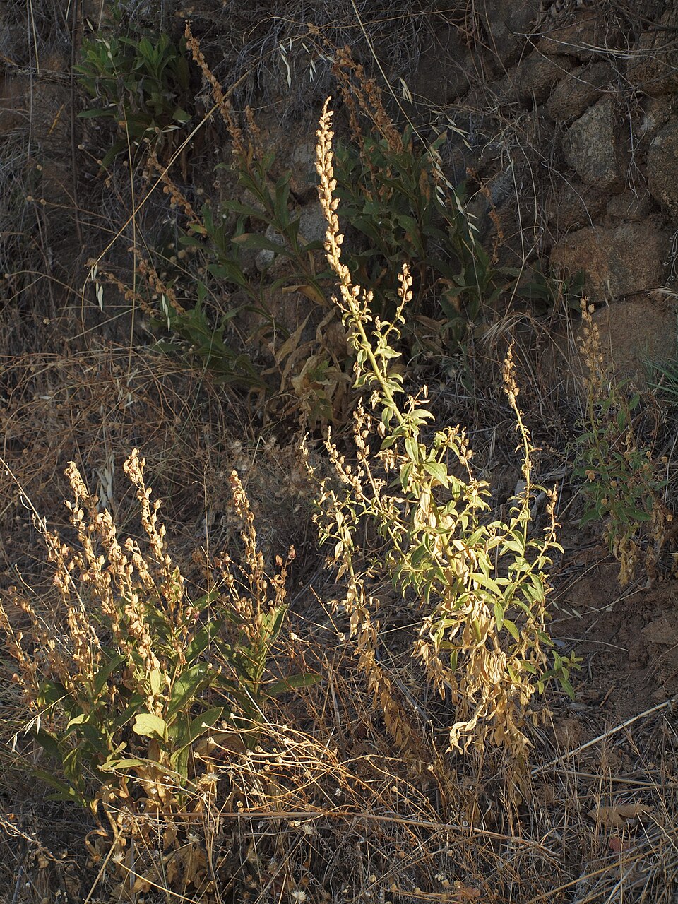 Digitalis thapsi (Spanish Foxglove) (alternate view 8)